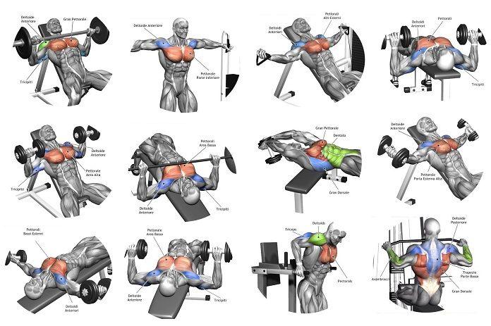 chest workout chart at Gym