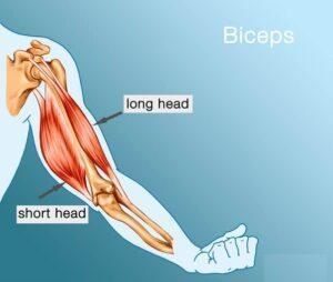 which muscle should i train for arm wrestling